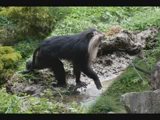 cerza 2009 les singes blog