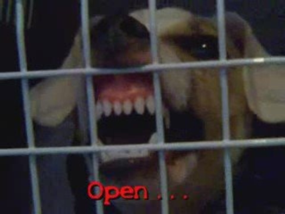 The dog possessed Le chien possédé