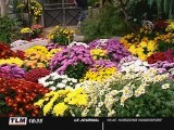 Expo : Chrysanthèmes en fête ! au jardin botanique de Lyon