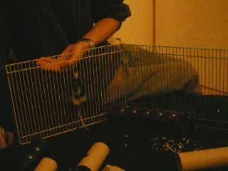 Chipie veut s'échapper