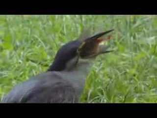 L'animal et l'outil à mediter