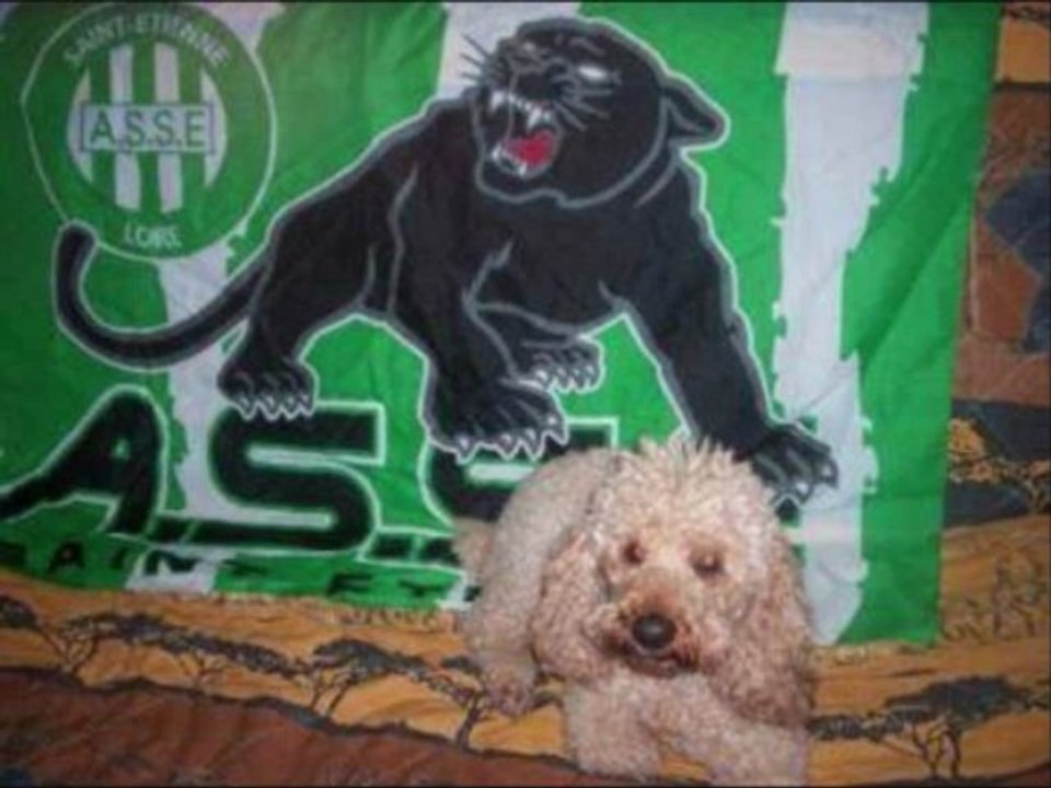 scooby-doo