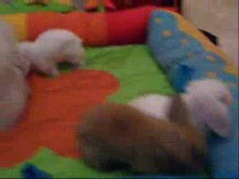 100_6093 maman lapine bélier teddy et ses bébés de 1 mois