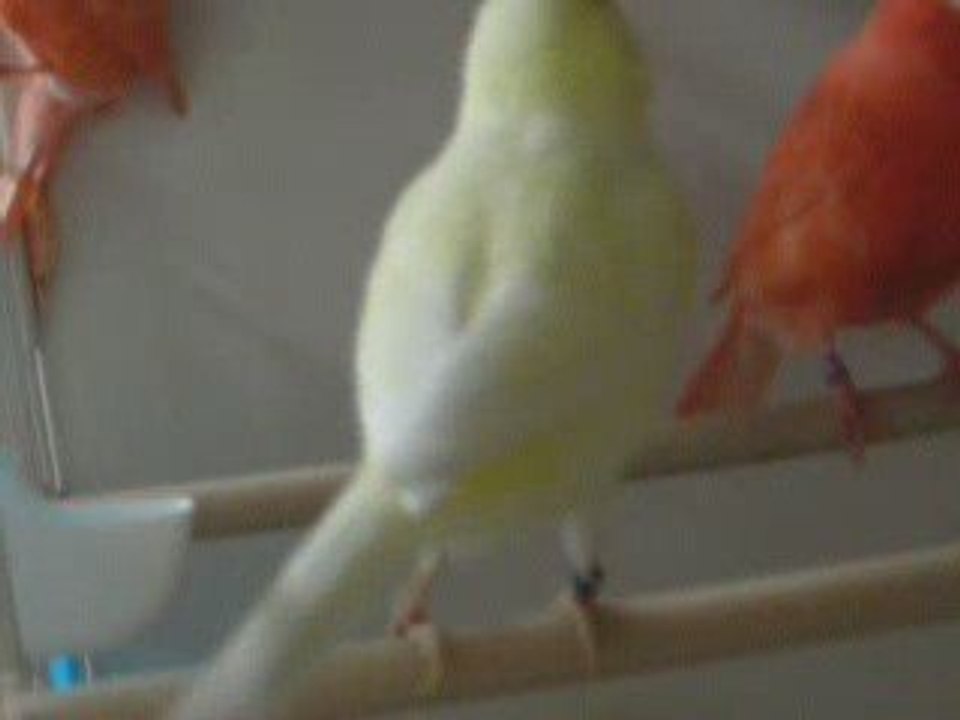 canari ivoire jaune