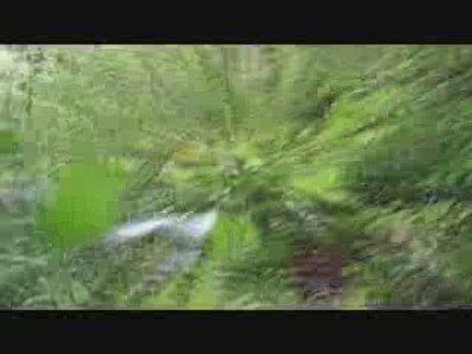 La bête de la forêt