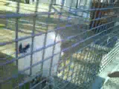 l'homme qui parlait aux poules