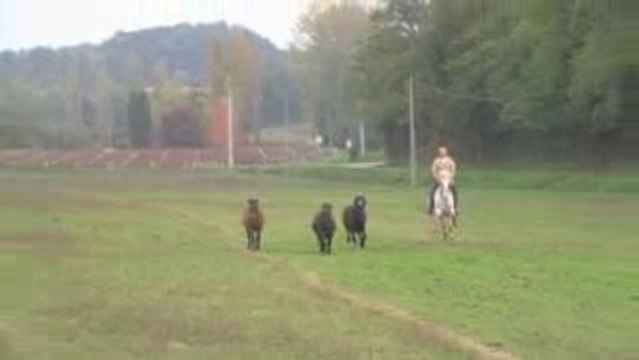 Equitation de Travail (3)