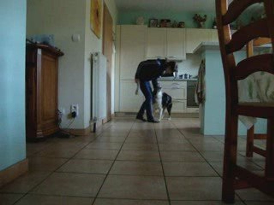 Ilow Blue, Border Collie, Freestyle Canin, 2 november 2oo9