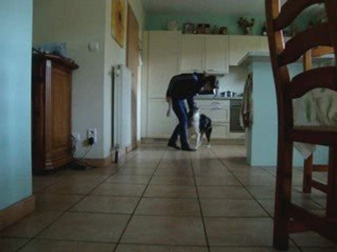 Ilow Blue, Border Collie, Freestyle Canin, 2 november 2oo9