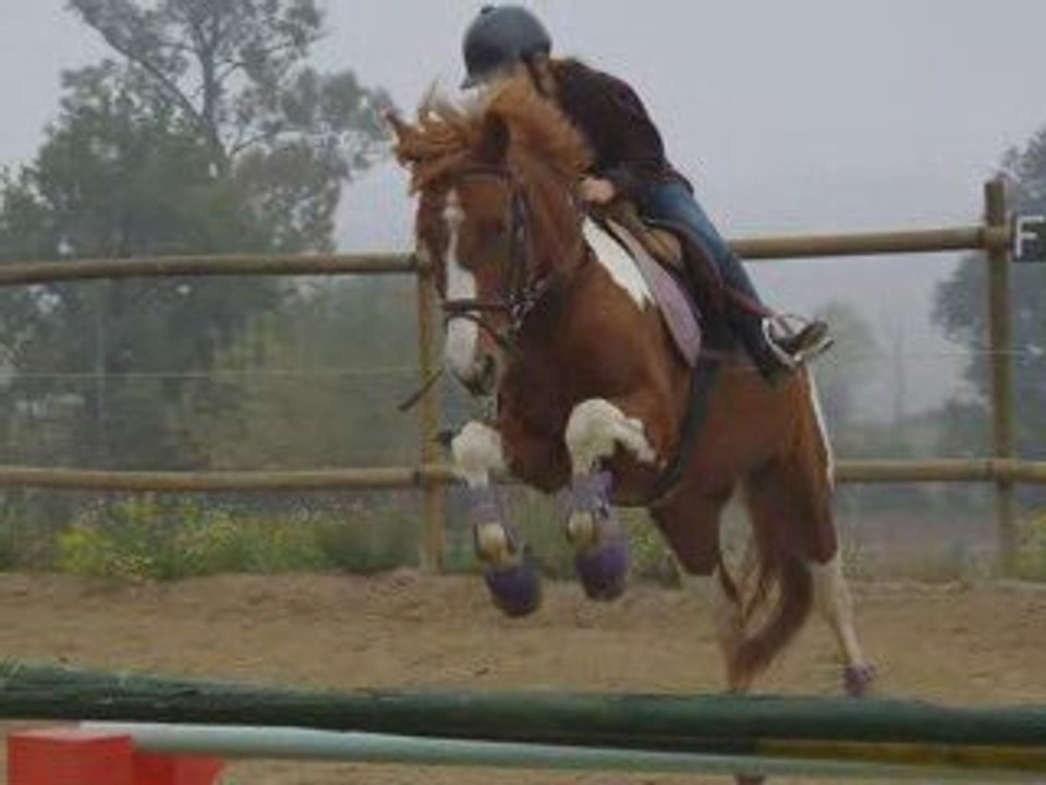 concours  d'entrainement cso  à la pension