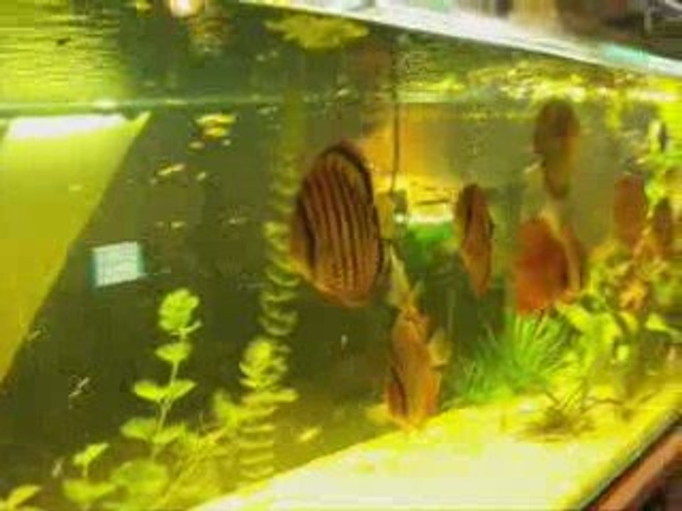aquarium avec discus sauvage