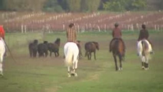 Equitation de Travail 4