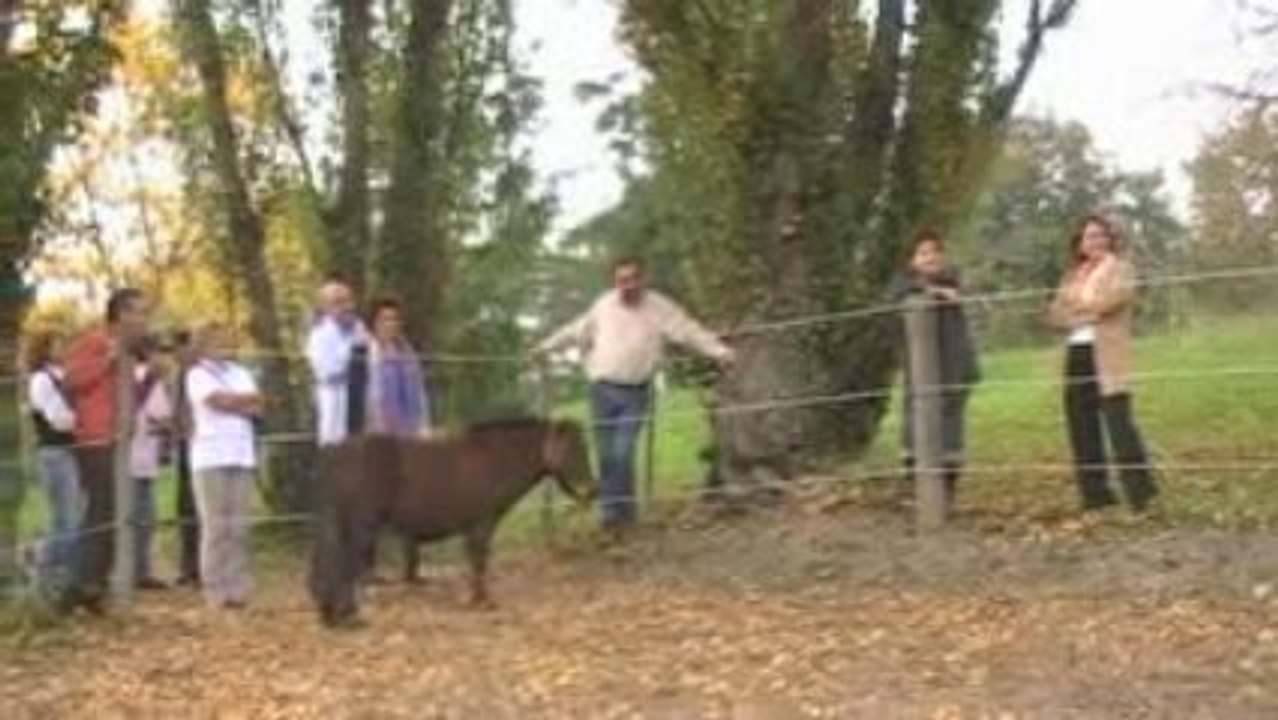 Equitation de Travail (5)