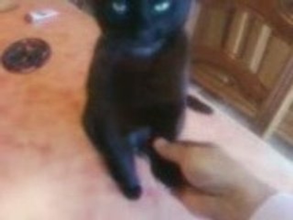 Mon chat se met assis et donne les pattes au fur et a mesure