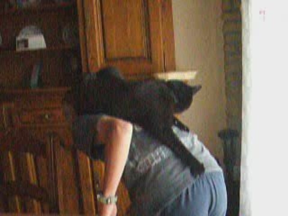 mon chat qui se laisse se promener sur le dos mais comment!!