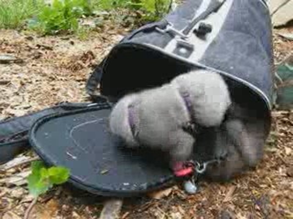 Velours et Dark Moon