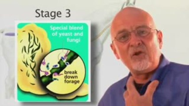 Colic in horses, horse digestive problems, Grand Meadows