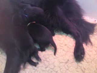 CHIOTS KIARA/LUKAS - SEMAINE 1