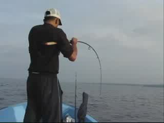 seriole au jig by aziz