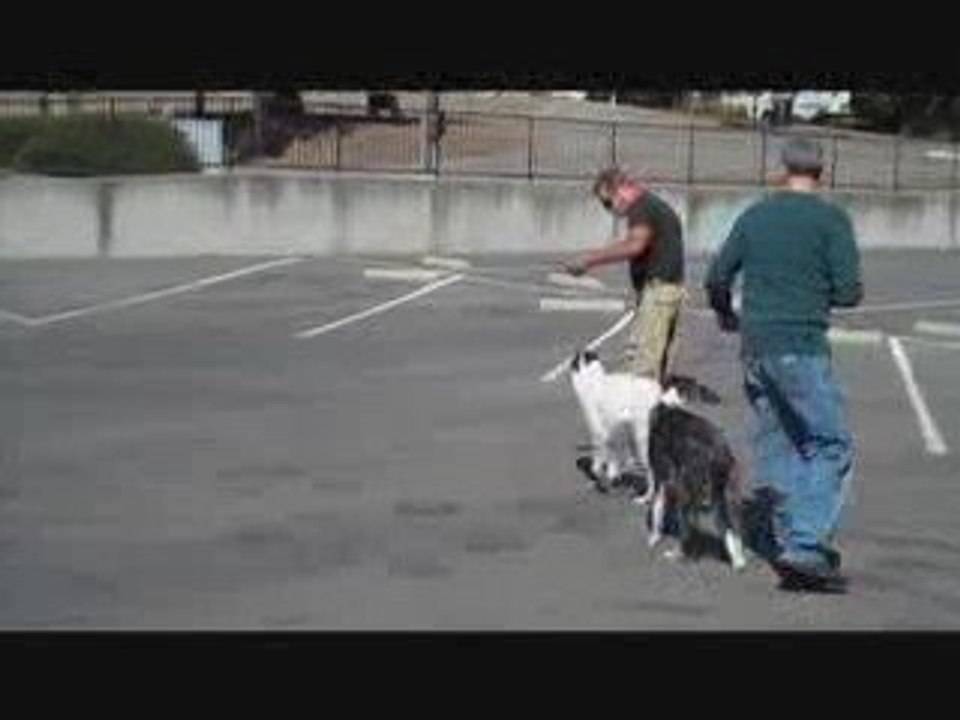 Dog Show Training (James Bond)