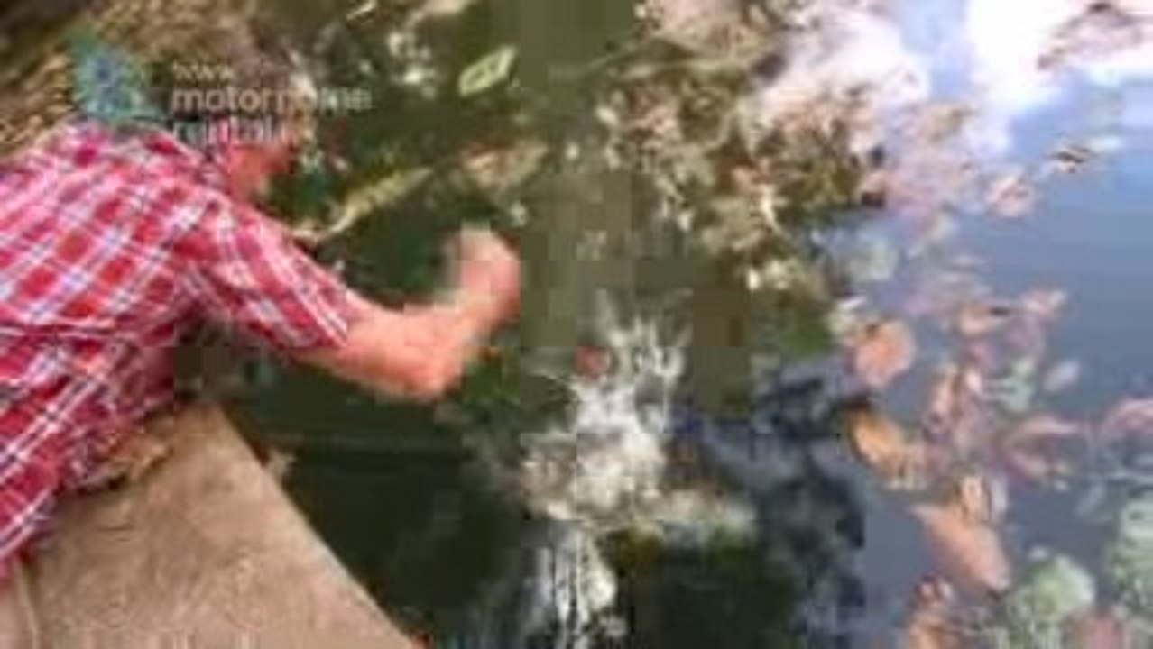 Melbourne Campervan Hire - Kangaroos in your campsite