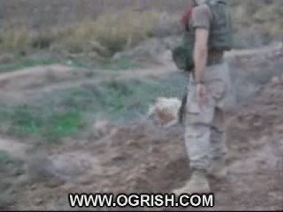 perros en iraq