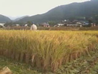 Harvest in Kazuno, Yamanashi, Japan. Post from my iPhone.