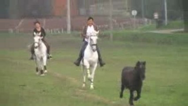 Equitation de Travail (7)