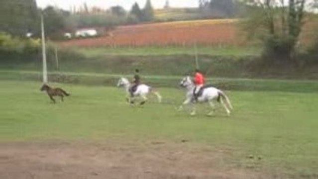 Equitation de Travail (8)