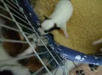 bisous avec les papillons et êden fait pipi