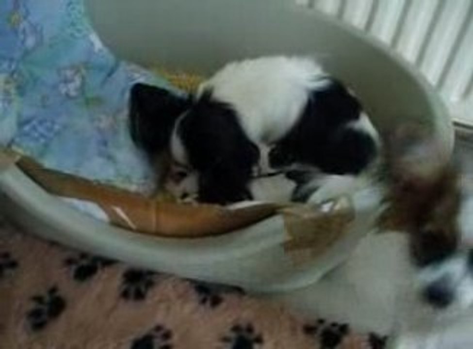 les 4 approchent les bb pour la 1ère fois ils ont 8 jours