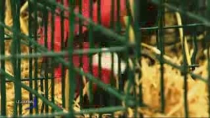 Le Salon de l'aviculture à Challans