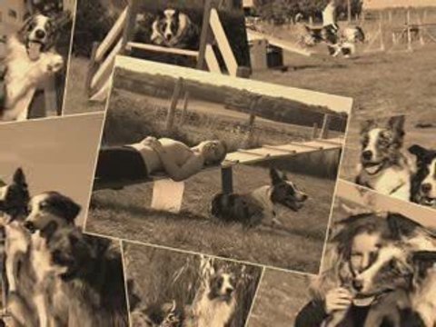 Cartoon's birthday - BORDER COLLIE - agility - trouypeau