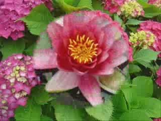 Des fleurs et guitare...