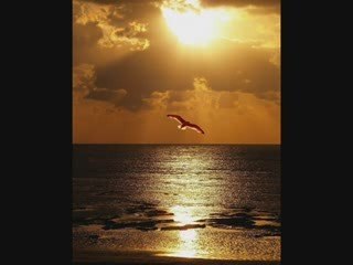 Join the 11:11 Quantum Peace Movement for a Better World ✨