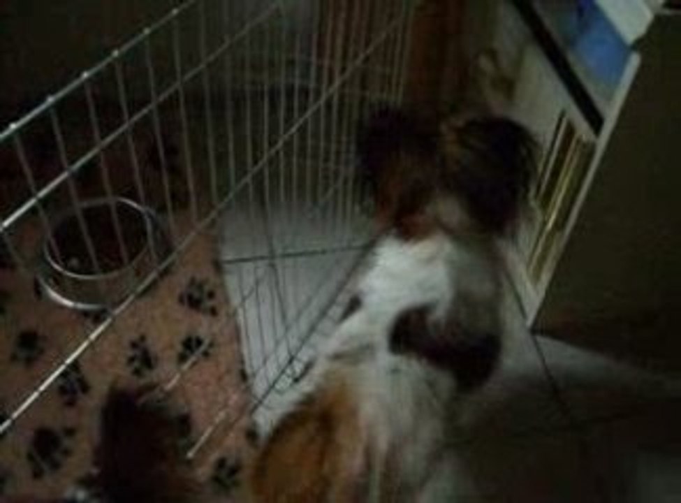 dolly