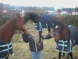 mes chevaux, mes amis