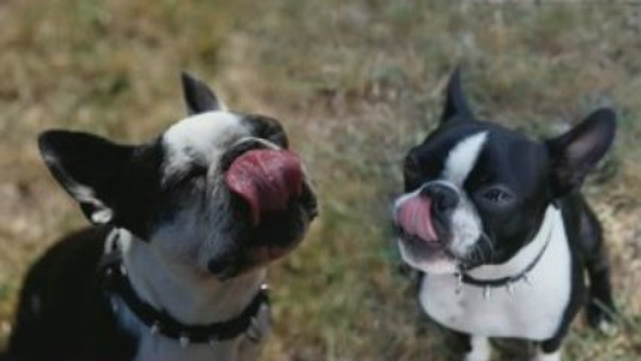 Dog Clicker Training Tricks