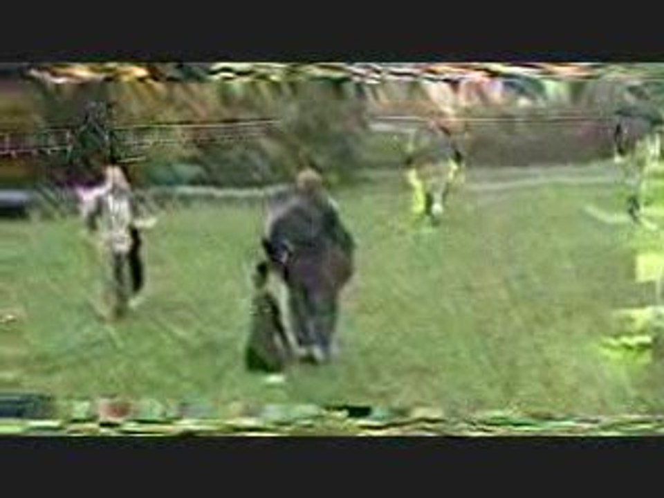 brevet d'obéissance