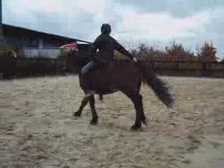 Deuxième galop en totale liberté.