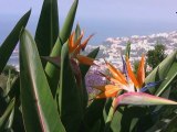 Madère... l'île aux fleurs.