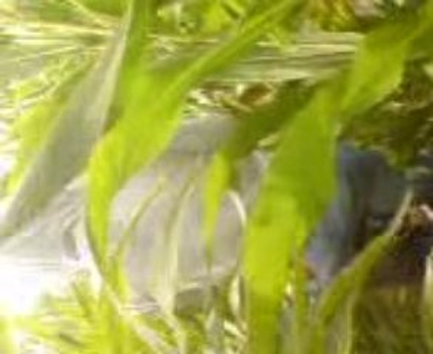 Visite ds les champs de Maiis ^^