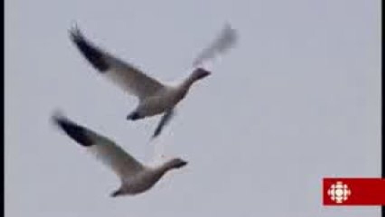 Découverte - Les grandes oies des neiges