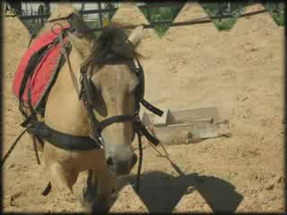 Poupoune, débourrage a l'attelage =)