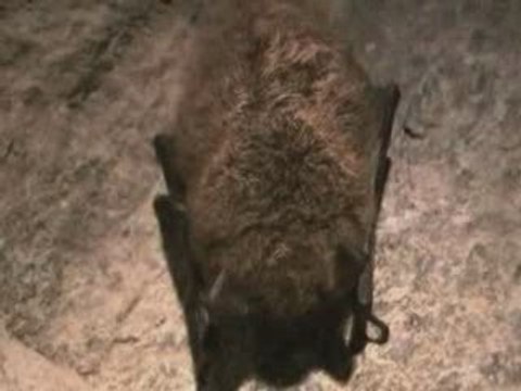 Bats find new home in disused army installations