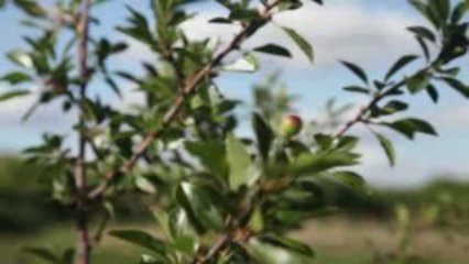 Cypress Hills Vineyard and Winery  - Saskatchewan, Canada