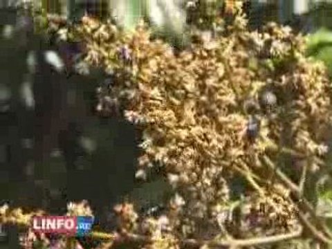 info societe ile de la reunion: letchis 2009