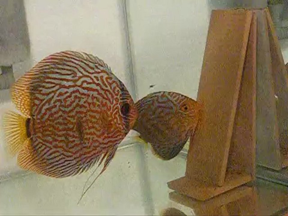 Ma-aile yumurta dizme seremonisi