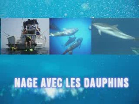 Nage avec les Dauphins - Bateau Annett à Mandelieu - France