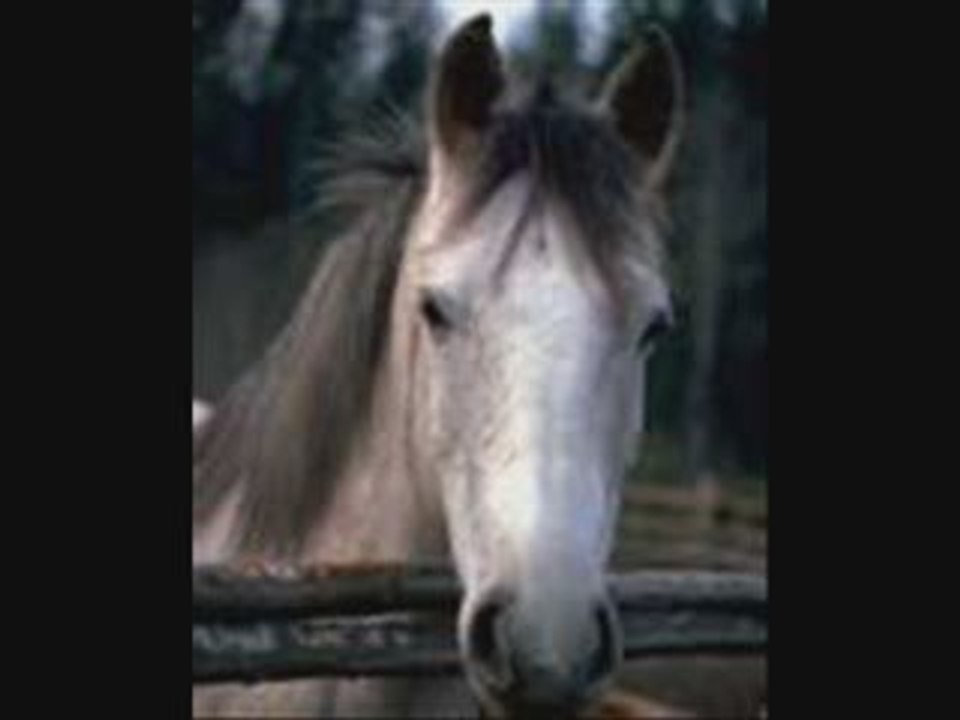 Les chevaux